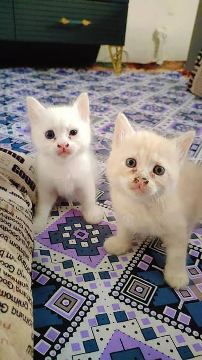 Persian kittens