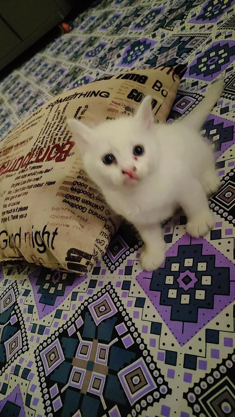 Persian kittens — photo 2