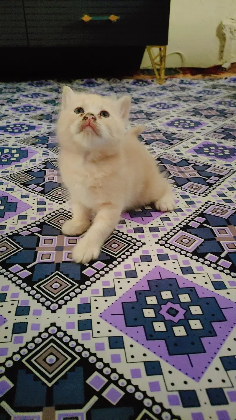 Persian kittens — photo 3