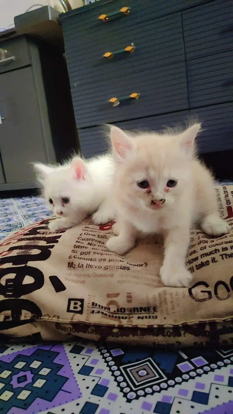 Persian kittens — photo 4