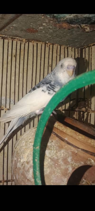 Australian Budgie
