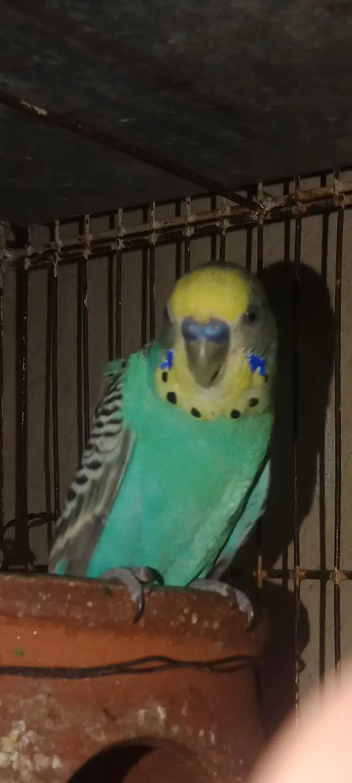 Australian Budgie — photo 2