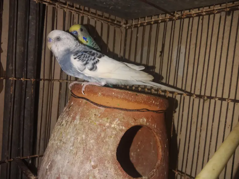 Australian Budgie — photo 3