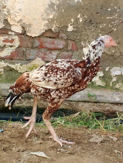 aseel beautiful hen