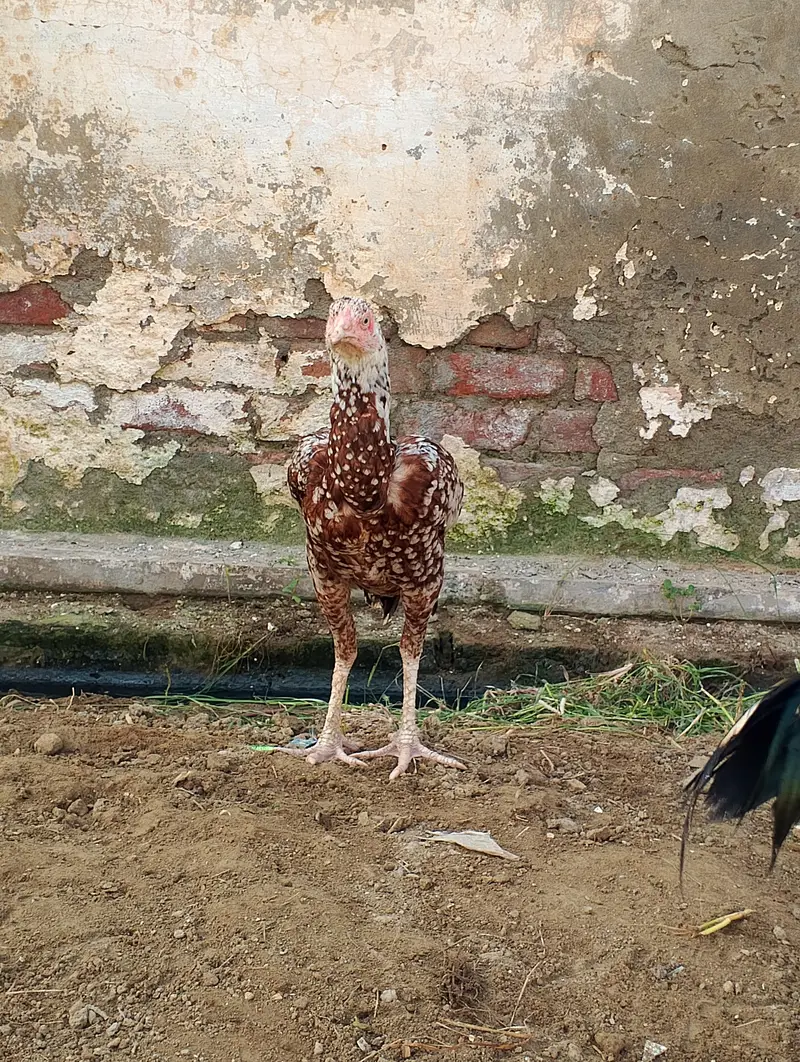 aseel beautiful hen — photo 2
