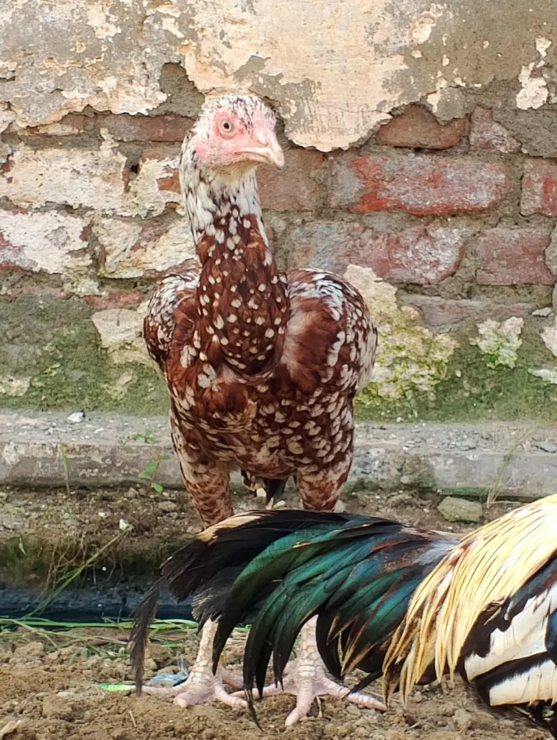 aseel beautiful hen — photo 3