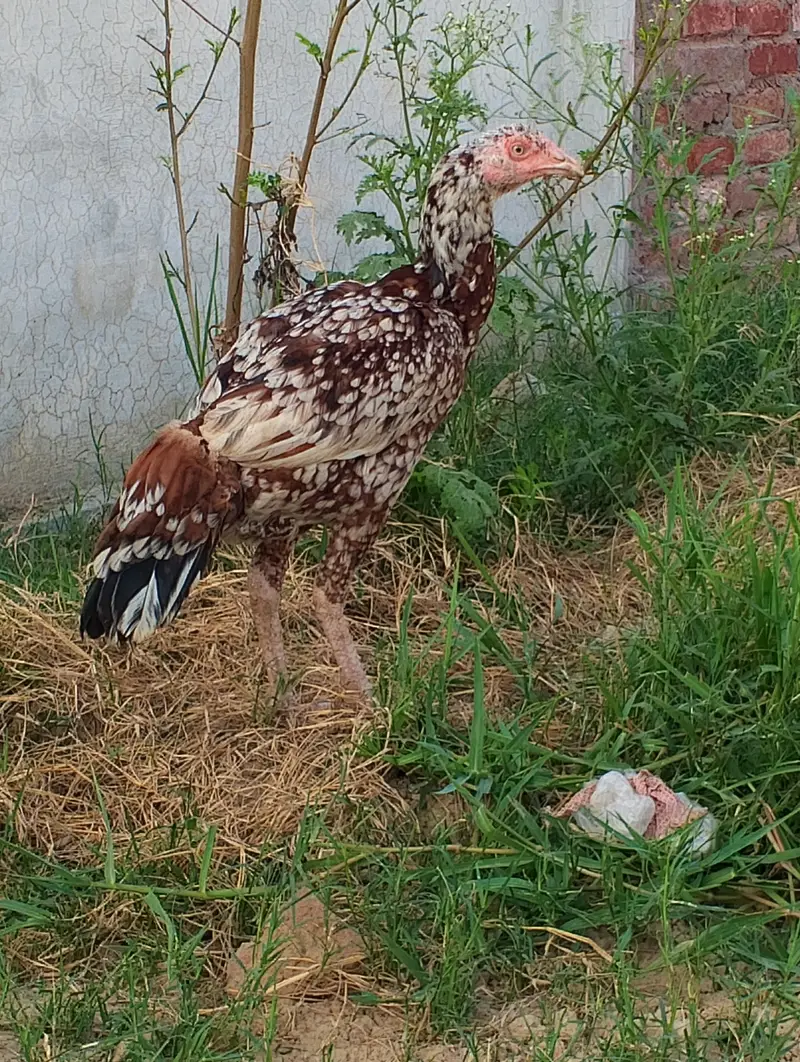 aseel beautiful hen — photo 4
