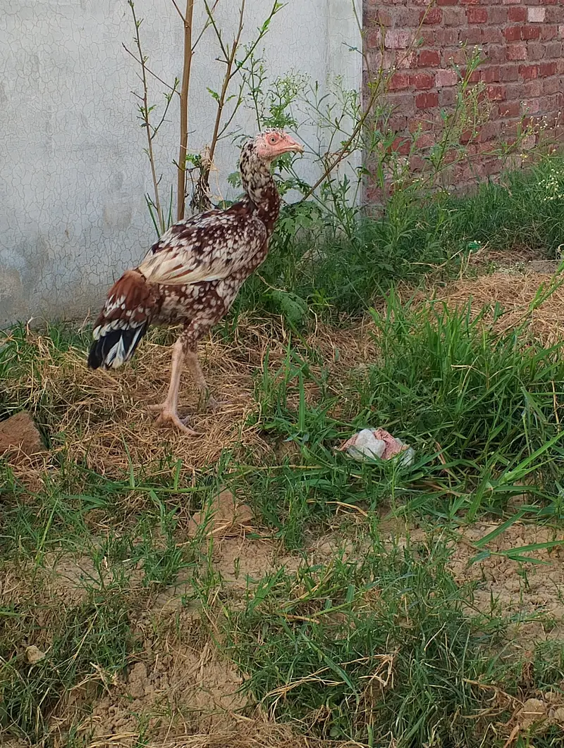 aseel beautiful hen — photo 5