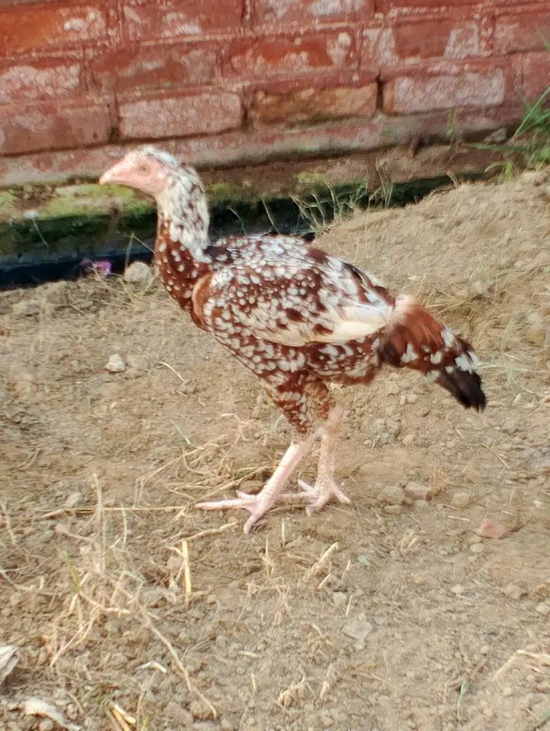 aseel beautiful hen — photo 6