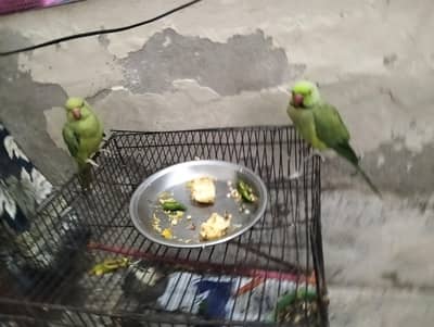 for sale
