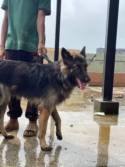 german shepherd female double coat