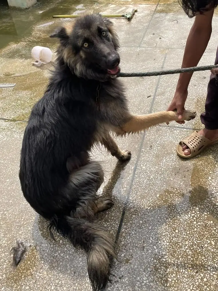 german shepherd female double coat — photo 2