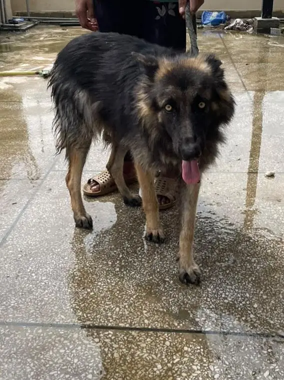 german shepherd female double coat — photo 3