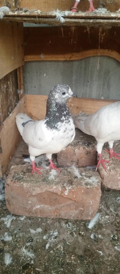 sialkoti Choui female black eyes