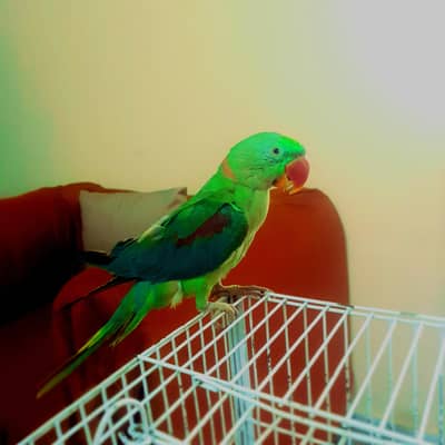 Male Elexendrine Parrot