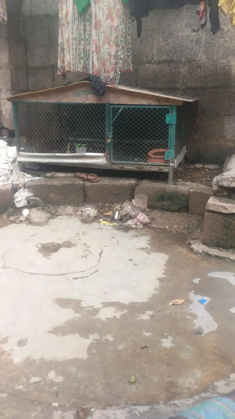 iron Cage for sale 03335224498 — photo 3