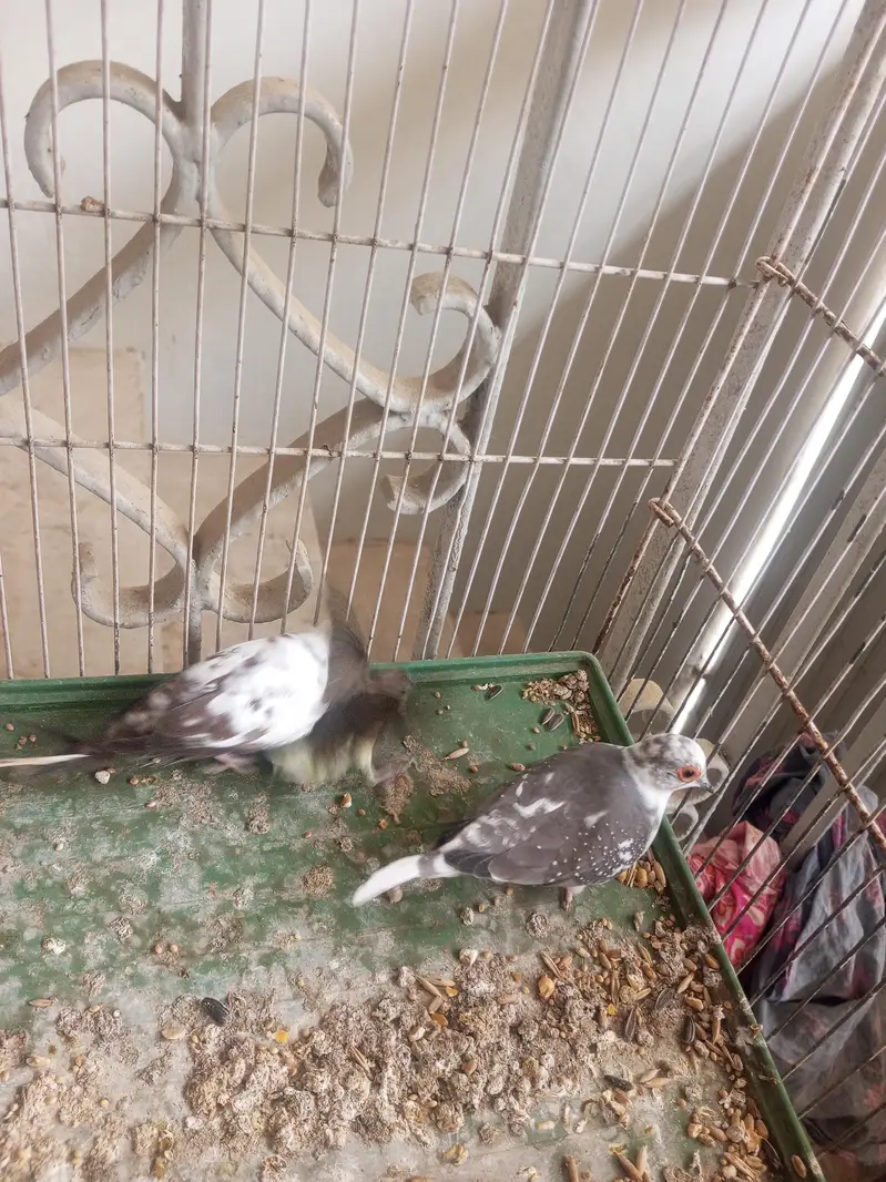 dove for sale — photo 4
