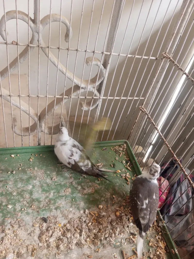 dove for sale — photo 6