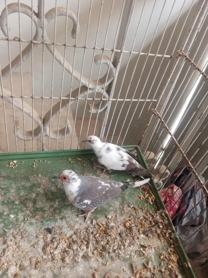 dove for sale — photo 7