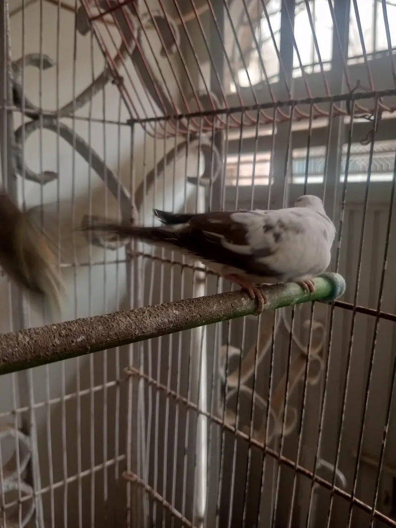 dove for sale — photo 8