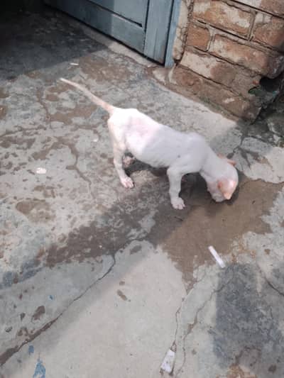 gultair female puppy