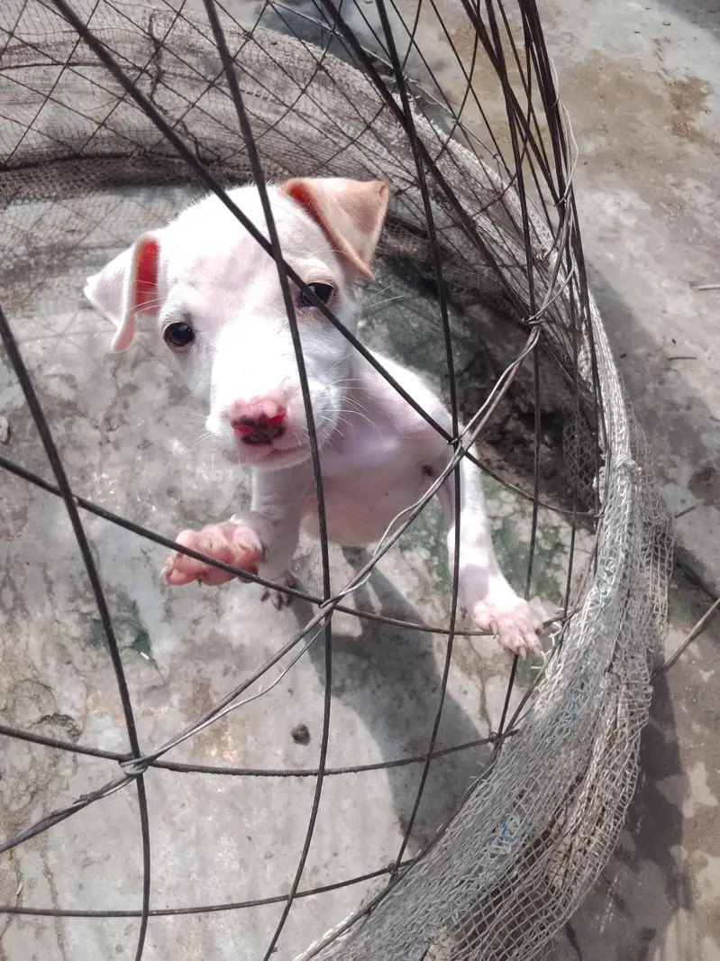 gultair female puppy — photo 2