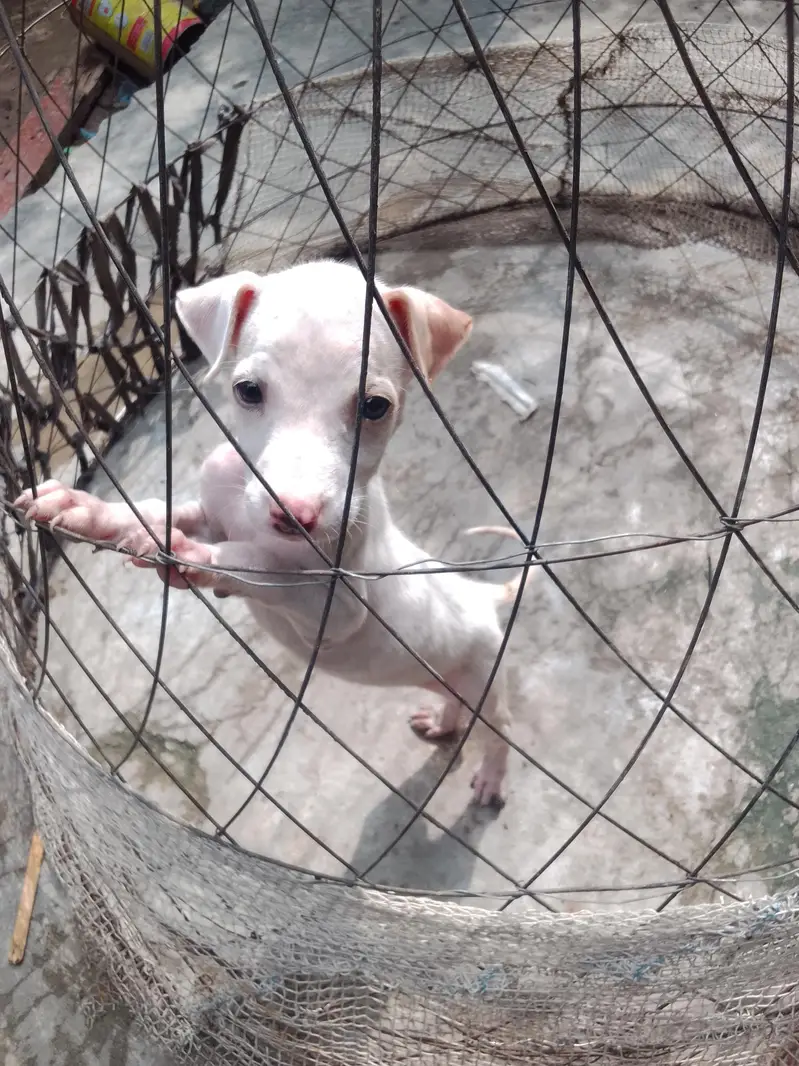gultair female puppy — photo 3