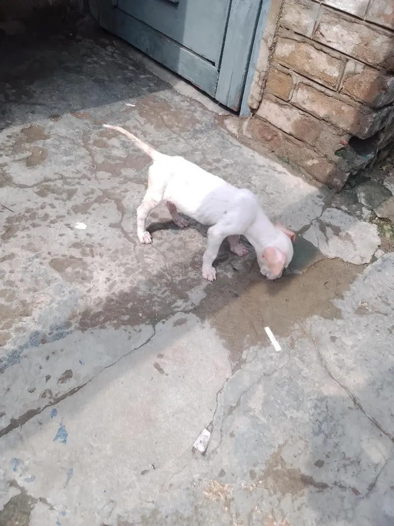 gultair female puppy — photo 4