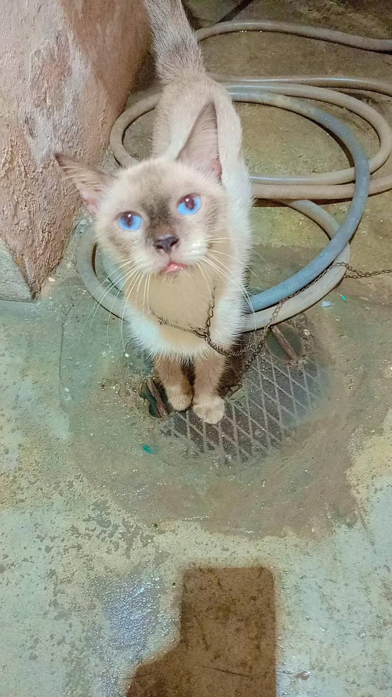 Siamese cat 0