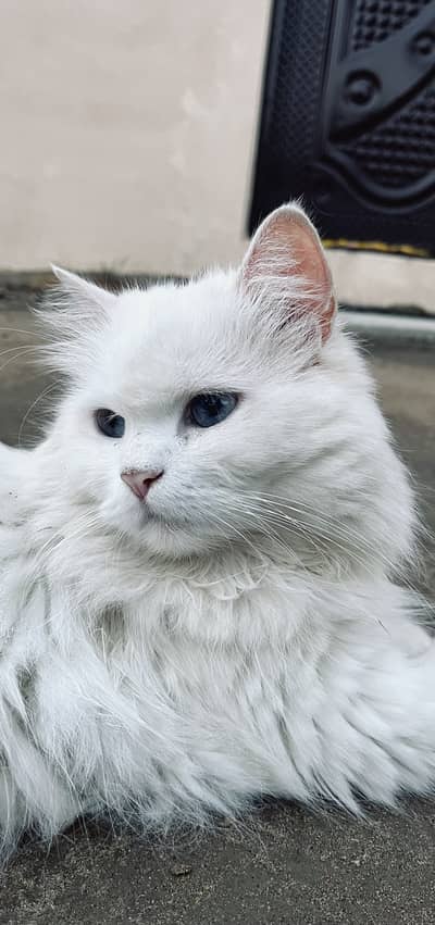 Persian female cat for sale