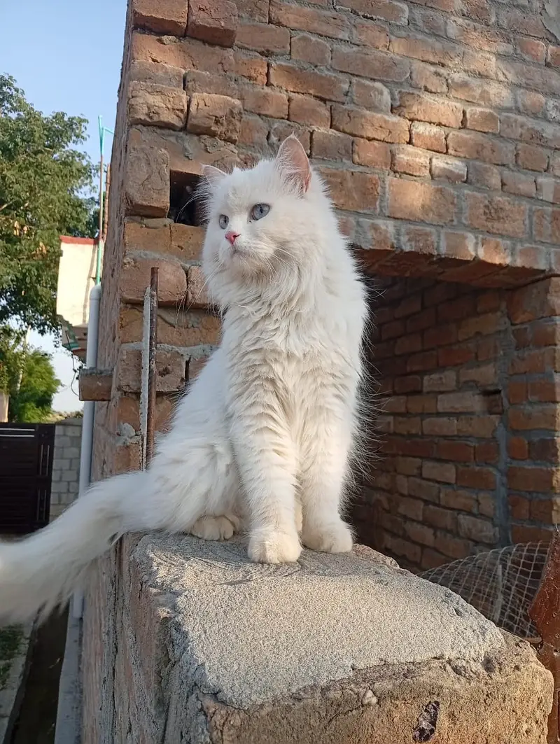 Persian female cat for sale — photo 2