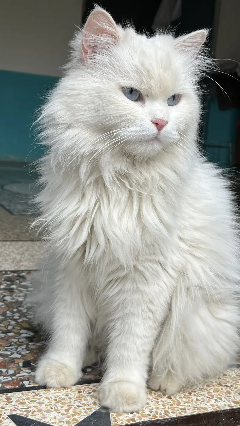Persian female cat for sale — photo 3