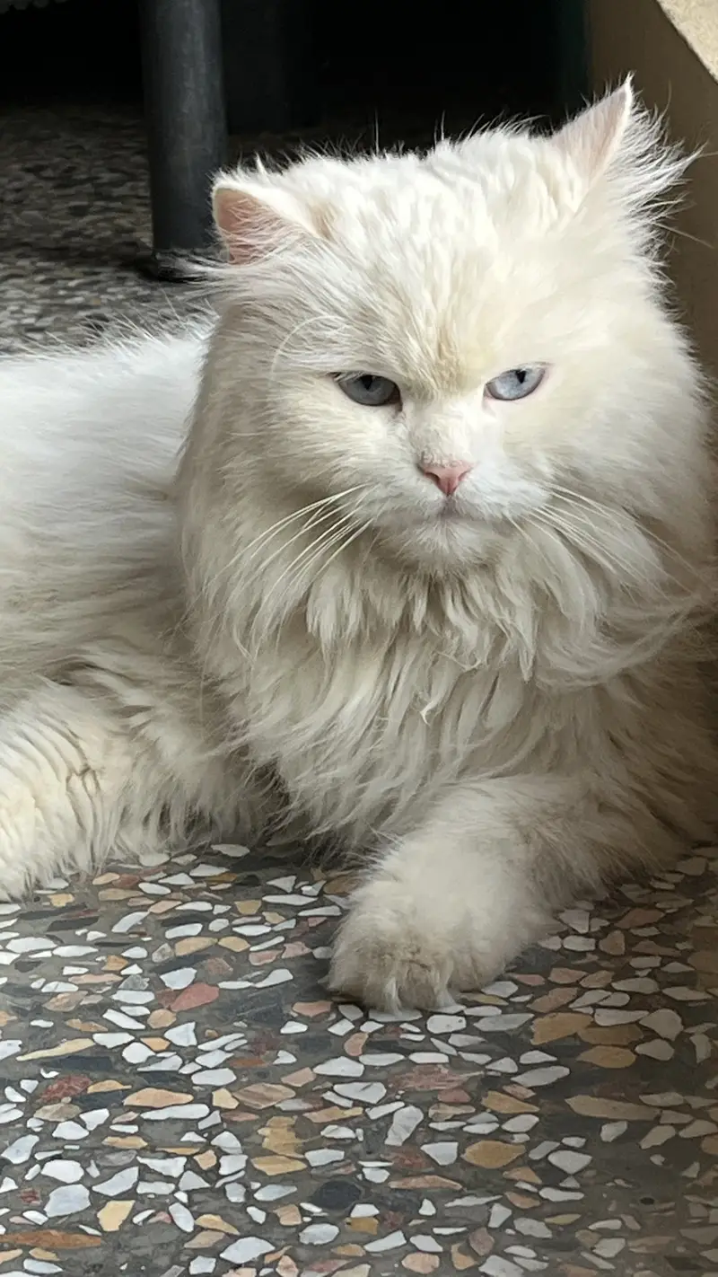 Persian female cat for sale — photo 4