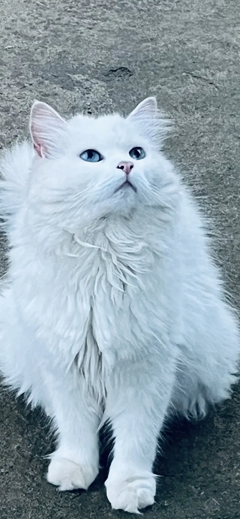 Persian female cat for sale — photo 5