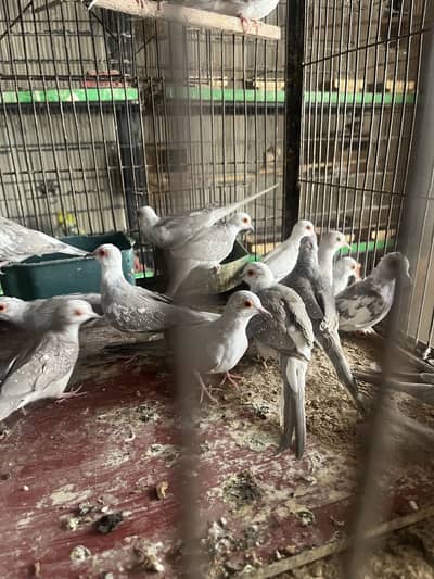 Silver Pied Phattay