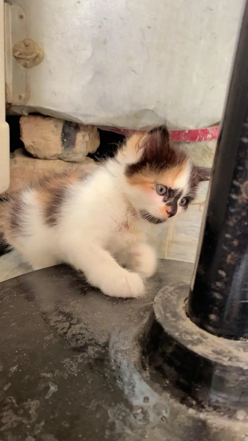 Persian punch face kitten — photo 3