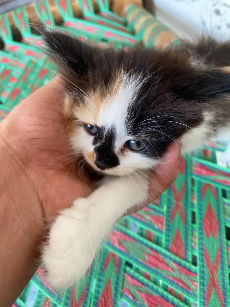 Persian punch face kitten — photo 6