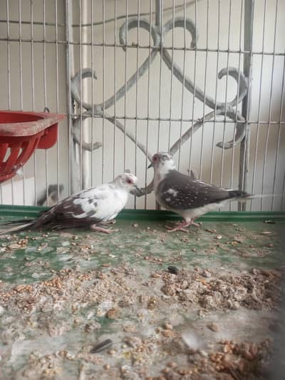 dove for sale