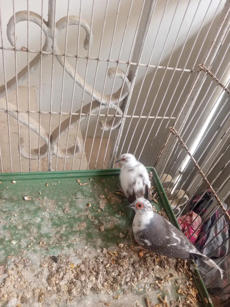 dove for sale — photo 4