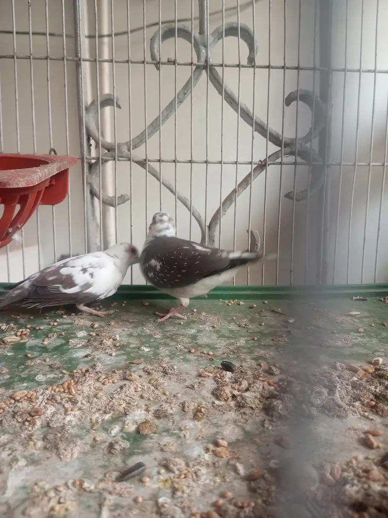 dove for sale — photo 5