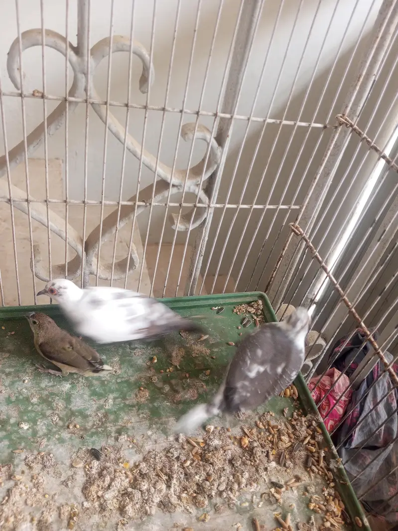 dove for sale — photo 6