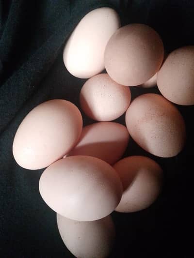 Khalis Desi eggs