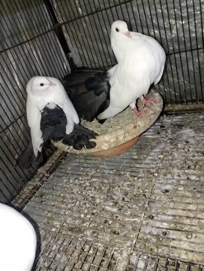 black tail 3 patha pathi per piece 1500