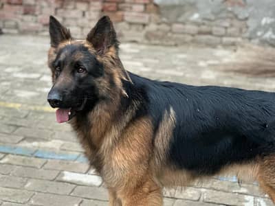 German Shephard