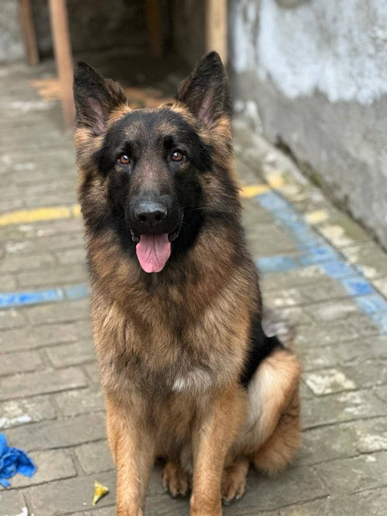 German Shephard 1