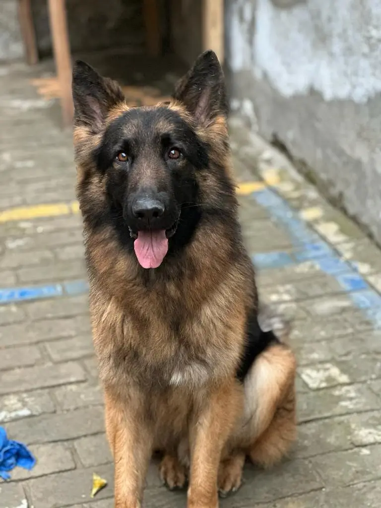 German Shephard — photo 2