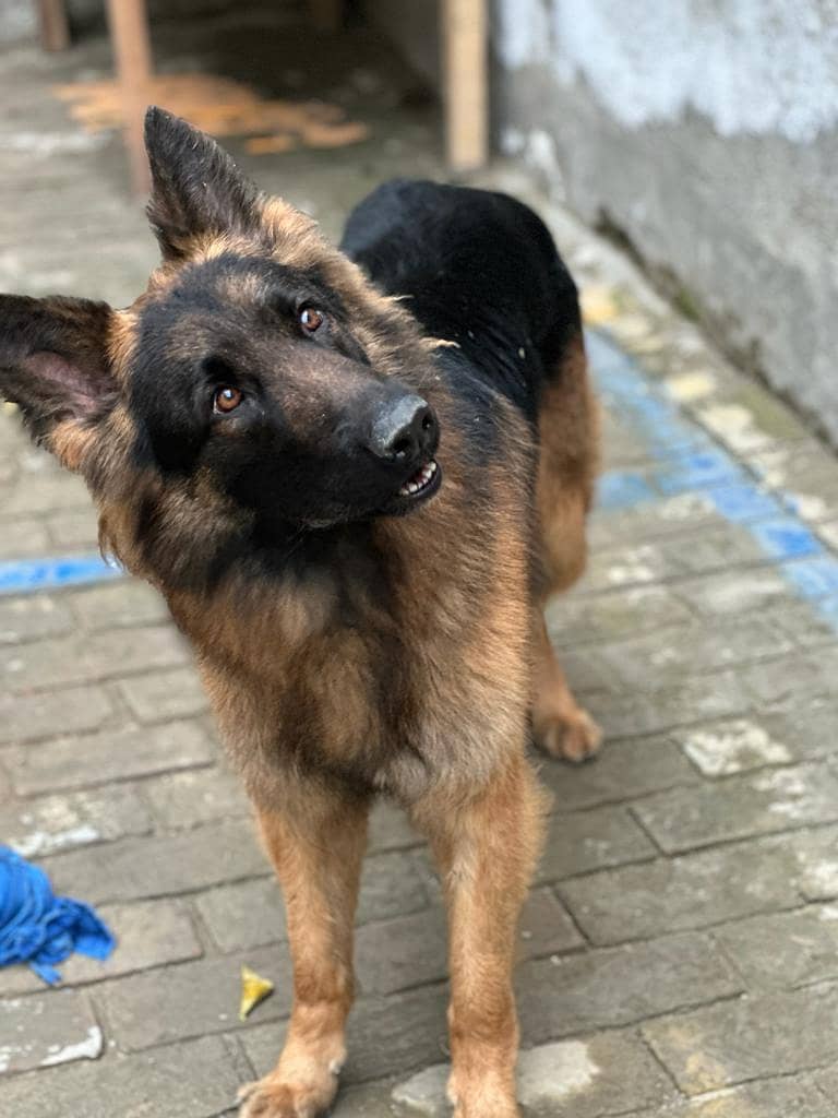 German Shephard 2