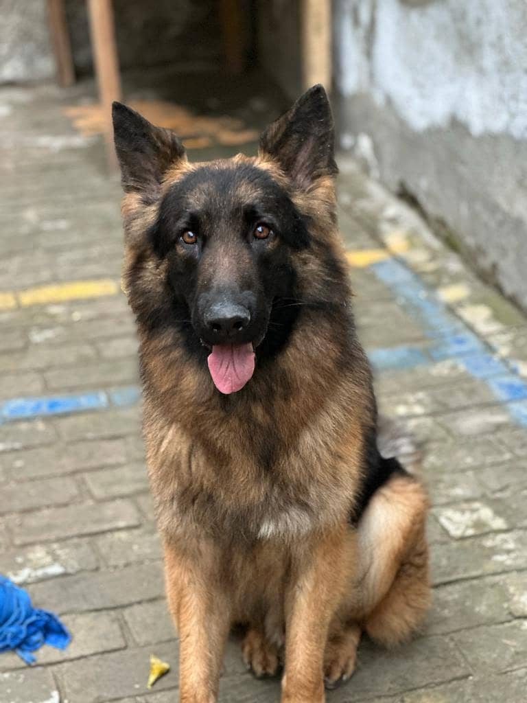 German Shephard 3