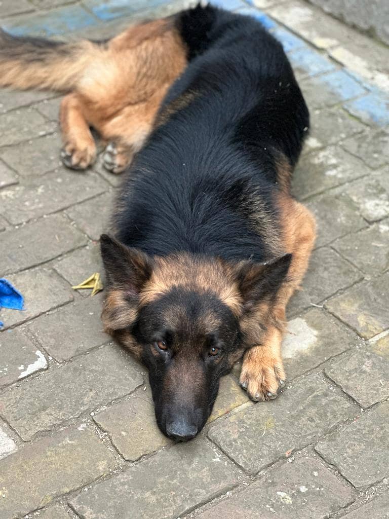 German Shephard 4