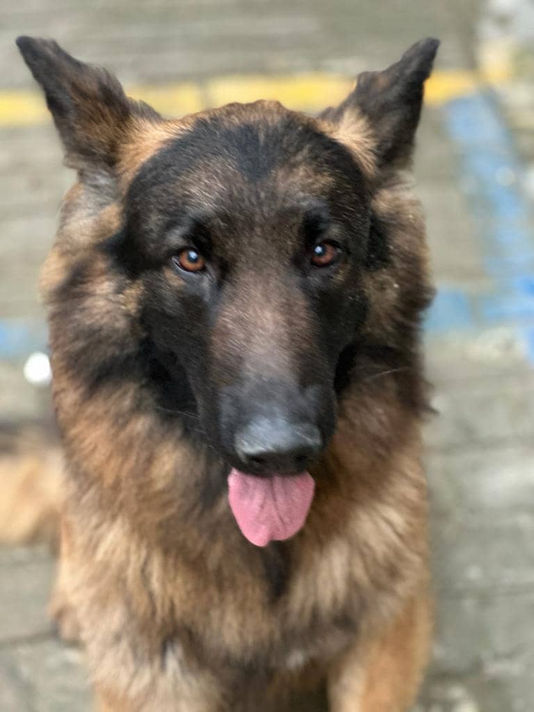 German Shephard 5